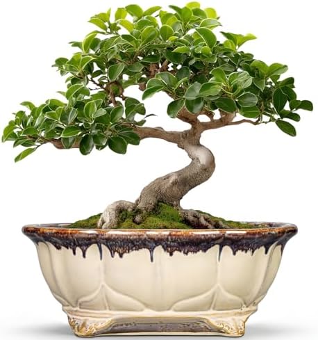 Ceramic Bonsai Tree Pots - 11 Inch Succulent Pots with Drainage Hole, Decorative Bonsai Pot for Indoor Outdoor Plants, Succulent Planters, Front Porch Decor, Gardening Gifts, Oval Beige-Brown by Teagas