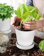 EFISPSS Flower Planter –5 inch Ceramic Plant Pots with Drainage Holes and Ceramic Tray - Gardening Home Desktop Office Windowsill Decoration Gift Set of 4 - Plants NOT Included (White) - Image 3