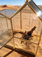 Ready-to-Use Glass Terrarium with Vents - 8.66"x4.72"x8.46" House-Shaped Jumping Spider Enclosure, Habitat for Praying Mantis, Snails, Insect or Succulent Plants - Home Garden Tabletop Decor - Image 2