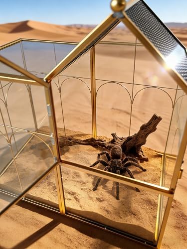 Ready-to-Use Glass Terrarium with Vents - 8.66"x4.72"x8.46" House-Shaped Jumping Spider Enclosure, Habitat for Praying Mantis, Snails, Insect or Succulent Plants - Home Garden Tabletop Decor - Image 2