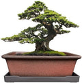 MUZHI Decorative Ceramic Bonsai Planter Pot 8.5 Inch with Tray, Breathable Unglazed Rectangle Terracotta Clay Pot for Tree Succulent Cactus Indoor Outdoor Red Brown (Classic Rectangle A 8.5“) by MUZHI