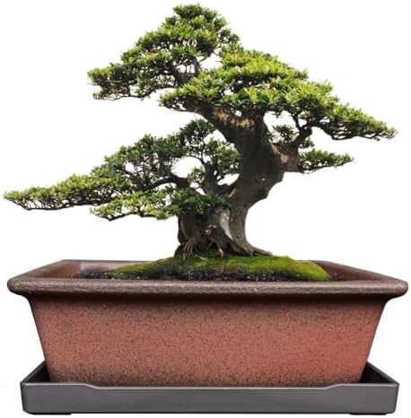 MUZHI Decorative Ceramic Bonsai Planter Pot 8.5 Inch with Tray, Breathable Unglazed Rectangle Terracotta Clay Pot for Tree Succulent Cactus Indoor Outdoor Red Brown (Classic Rectangle A 8.5“) by MUZHI