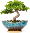 Bonsai Pots, 9.06'' Large Plant Pots with Drainage Tray, Succulent Pots by ARTKETTY