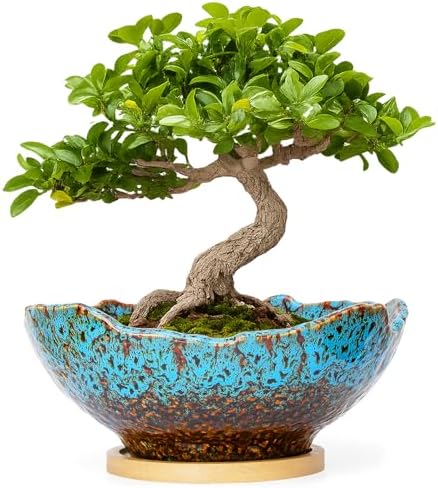 Bonsai Pots, 9.06'' Large Plant Pots with Drainage Tray, Succulent Pots by ARTKETTY