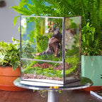 NCYP Close Glass Terrarium with Door - 7.8 x 5.1 x 9.8 Inches Landscape Clear Glass Planter for Small Tropical Plants, Moss Wall - Indoor Tabletop Centerpiece, Garden Decor (Terrarium Only) - Image 4