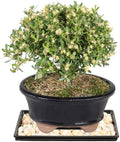 Brussel's Live Harland Boxwood Outdoor Bonsai Tree - 4 Years Old; 8" to 10" Tall with Decorative Container, Humidity Tray & Deco Rock by BrusselsBonsai