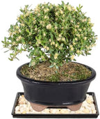 Brussel's Live Harland Boxwood Outdoor Bonsai Tree - 4 Years Old; 8" to 10" Tall with Decorative Container, Humidity Tray & Deco Rock by BrusselsBonsai
