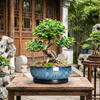 Bonsai Pots, 13 Inch Ceramic Succulent Pot with Saucer, Blue - Image 7