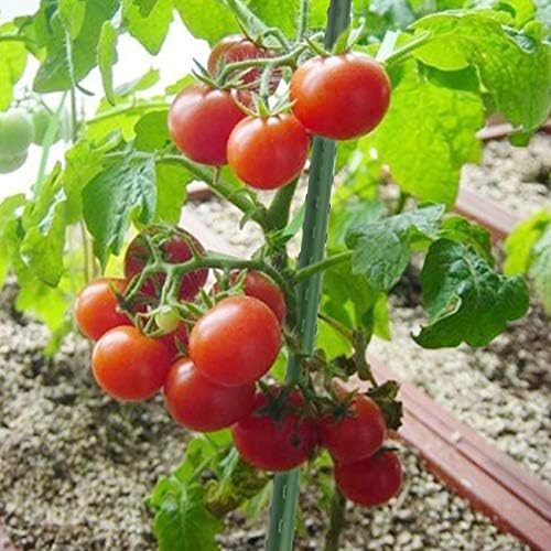 Sunnyglade 50 PCS 48" Plant Stakes Garden Tomato Sticks for Outdoor Plants - Image 4