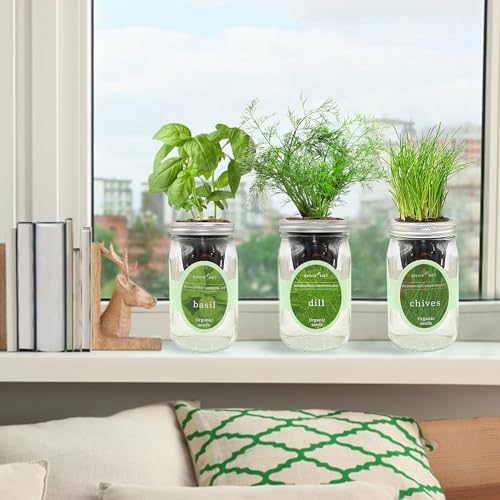 Hydroponic Herb Growing Kit Set, Self-Watering Mason Jar Herb Garden Starter Kit Indoor, Windowsill Herbs Garden, Grow Your Own Herbs from Organic Seeds (Basil, Dill, Chives) - Image 4