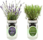 Lavender & Rosemary Mason Jar Herb Garden Kit, Aromatic Herb Duo, 2 Pack Indoor Hydroponic Growing Kit by Environet