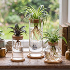 Honeydak 6 Pcs Plants Propagation Station Desktop Glass Propagation Round - Image 2