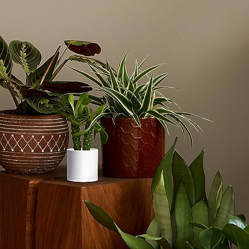 D'vine Dev 4-Pack White Plastic Planters with Saucers, 4.5 in, 74-Z-F-2 - Image 5