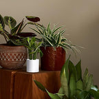 D'vine Dev 4-Pack White Plastic Planters with Saucers, 4.5 in, 74-Z-F-2 - Image 5