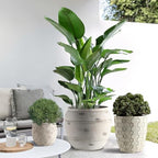 Round Concrete Style Planter Set of 3, Large Outdoor Flower Pots with Drainage, Stone Texture Plant Pots for Indoor Outdoor Garden, Patio & Balcony Décor (3, Stone White) by Unknown