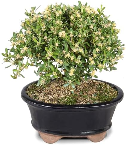 Brussel's Live Harland Boxwood Outdoor Bonsai Tree - 3 Years Old; 6" to 8" Tall with Decorative Container by BrusselsBonsai