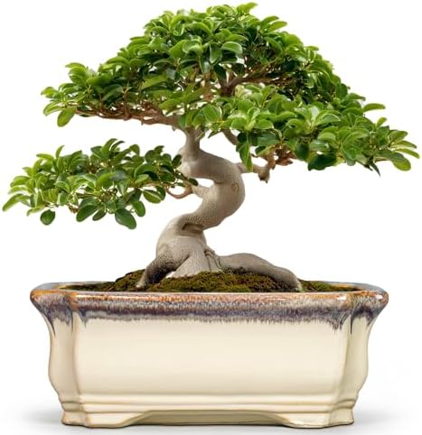 13.7 Inch Bonsai Planter - Ceramic Bonsai Tree Pots for Indoor Outdoor Plants, Succulent Pots with Drainage Hole, Large Plant Pot, Patio Decor, Gifts for Gardeners, Rectangular Beige-Brown by Teagas