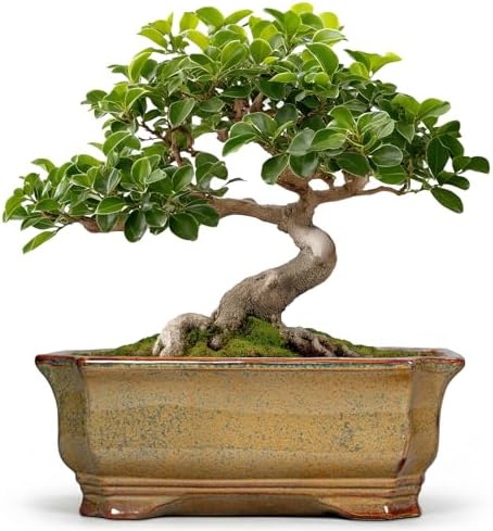Bonsai Tree Pots 11.6 Inch - Ceramic Bonsai Planter for Succulent Plants, Succulent Pots with Drainage Hole, Large Indoor Flower Pot, Home Decor, Plant Lover Gifts, Rectangular Yellowish Brown by Teagas