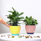 Selamica Ceramica Plant Pots, 6.5 Inch Flower Pots Set of 2 with Drainage Holes & Saucer, Planters for Indoor Plants, Home Decor, Assorted Colors - Image 2