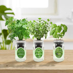 Hydroponic Herb Growing Kit Set, Self-Watering Mason Jar Herb Garden Starter Kit Indoor, Window Herbs Garden, Grow Your Own Plants from Organic Seeds (Basil, Parsley and Oregano) - Image 5