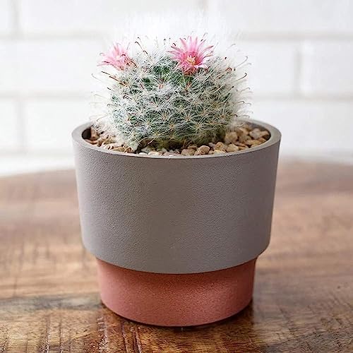 The HC Companies 3 Inch Sprite Mini Succulent Pot - Small Plastic Planter with Drainage for Indoor Plants, Artisan Taupe (20 Pack) - Image 2