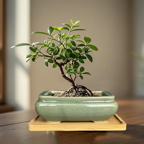 MUZHI 2pcs Green Ceramic Bonsai Planter Pots with Bamboo Tray 6.2 “ & 5.3”, Rectangular Glazed Bonsai & Succulent Cactus Starter Pot with Drainage Ice Crack Design (2 Crackle Glazed 6") - Image 5