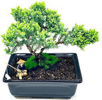 Live Dwarf Juniper Bonsai Tree About 6 Years Old with Cute Ceramic Fisherman | Juniper Bonsai Tree | Indoor/Outdoor | 100% Handcrafted| Home and Office Décor | Best Gift for Holiday - Image 3