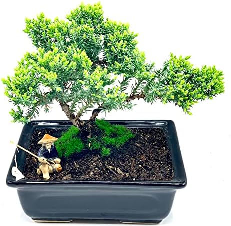 Live Dwarf Juniper Bonsai Tree About 6 Years Old with Cute Ceramic Fisherman | Juniper Bonsai Tree | Indoor/Outdoor | 100% Handcrafted| Home and Office Décor | Best Gift for Holiday - Image 3