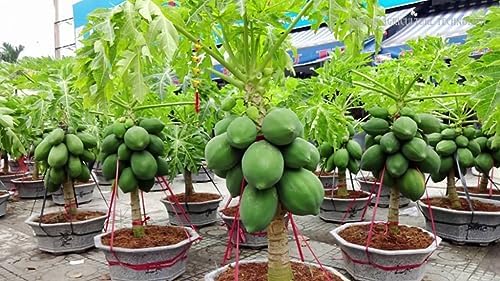 Gardenera Premium Papaya Plant Potting Mix - Elevate Your Harvest with Fruity Flavor and Abundance - 4 Quart - Image 2