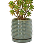 D'vine Dev Beaded Ceramic Pot with Saucer, 6 in, Olive, 27-C-X-0 by DvineDevPlanterPotsandStand