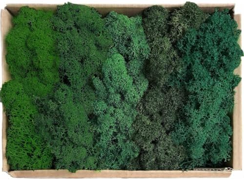 Preserved Reindeer Moss Natural Green DIY Kit Gardenning Art Wall Decor Florist Decor Easter Table Decor Wedding - Image 2