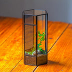 NCYP Small Glass Terrarium with Mesh and Door for Spiders, Hexagon Shape Small Mantis Vented Glass Terrarium 4.9'' x 4.3'' x 9.4'', Tabletop Decor, Black (Plants Not Include) - Image 6