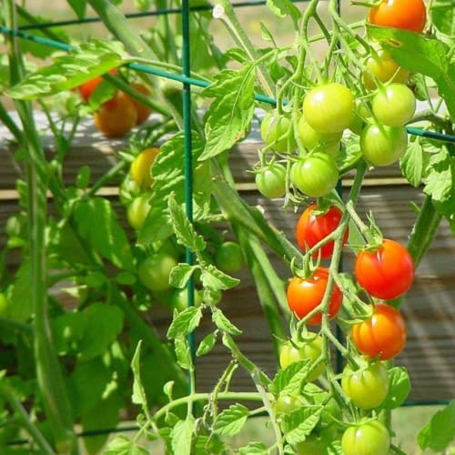 2 Pack 12x39 Inch High Green Folding Square Tomato Cages - Image 3