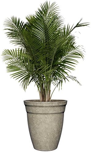 Premiere Collection Planter, Allaire 12", Cloud Gray - Image 2