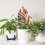 Treleaf Bare™ Bundle – Monstrella + Palmella - Set of 2 Wooden Plant Trellises for Indoor Climbing Houseplants – 12” Tall Customizable Leaf-Shaped Plant Supports - Image 2