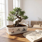 8" Bonsai Pots with Tray, Rectangular Planter in Blue & White - Image 4