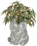 GROWSCAPE Cement Buddies Animal Planter - Cute Desk Decoration - UV Coated Animal Vase w/Removable Drain Plug - Succulent Planter for Indoor/Outdoor Use (Elephant, Natural, Small) - Image 2