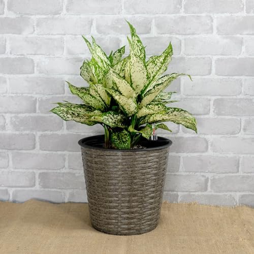 10.2" Self-Watering Wicker Planter, 10.2 Inch Round, Gray - Image 2