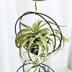 Air Plant Hanging Holder Planter - Plant Hanger Display Frame DIY Kit Aluminum Wire Indoors Outdoors Plants Not Included (Purple) - Image 3