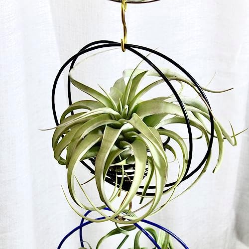 Air Plant Hanging Holder Planter - Plant Hanger Display Frame DIY Kit Aluminum Wire Indoors Outdoors Plants Not Included (Yellow) - Image 4