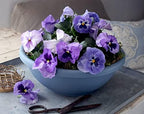 The HC Companies 20 Inch Large Garden Bowl Planter - Shallow Plant Pot with Drainage Plug for Indoor Outdoor Flowers, Herbs, Slate Blue (Pack of 5) - Image 2