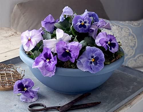 The HC Companies 20 Inch Large Garden Bowl Planter - Shallow Plant Pot with Drainage Plug for Indoor Outdoor Flowers, Herbs, Slate Blue (Pack of 5) - Image 2
