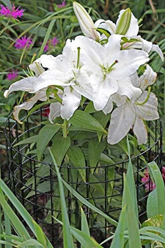 Erva Bunny Barricade Plant Protector Cage (5pk) - Plant Cages for Garden - Plant Protectors from Animals and Crop Cages for Garden - Made in The USA - Image 7