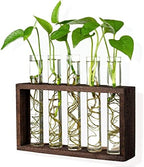 Wall Mounted Hanging Glass Test Tube Planter Propagation Station Glass Vase Rack with Wood Stand, Plant Terrarium Holder for Hydroponics Succulent Air Bamboo Plants with Test Tube - Image 2
