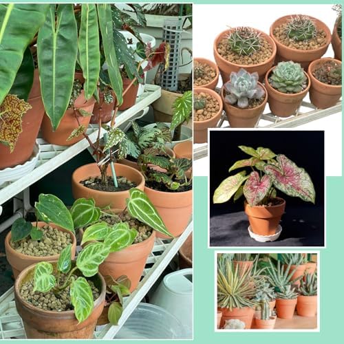 6-Inch Terracotta Pots, Set of 4 with Drainage Hole & Saucer, Breathable and Well-Drained for Indoor Outdoor Plants, Ideal for Garden Decor - Image 6