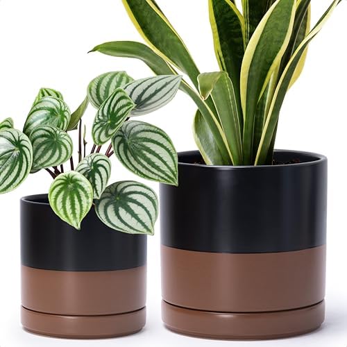 D'vine Dev 2-Pack Ceramic Pots with Saucers, 6/8 in, Black/Tan, 94-G-M-7 by DvineDevPlanterPotsandStand