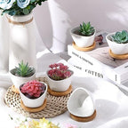 Domensi 24 Pack Small Succulent Pots, Mini Ceramic Succulent Planter, White - Image 4