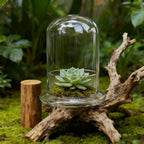 2 Pcs 5.9 x 8.46 Inch Glass Terrarium with Airhole and Base Clear Glass Dome Planter Display Container Plants Not Included for Office Desk, Balcony, Coffee Table - Image 6