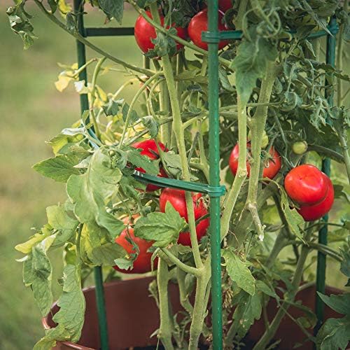 Gardener's Blue Ribbon 3-Pack Ultomato Tomato Plant Cage, Black, Model Number: TMC3PACK - Image 6