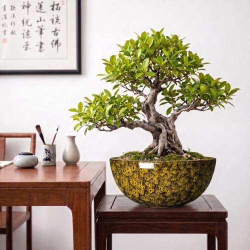 Succulent Pots, 10 Inch Ceramic Bonsai Pots, Yellow Leopard - Image 7
